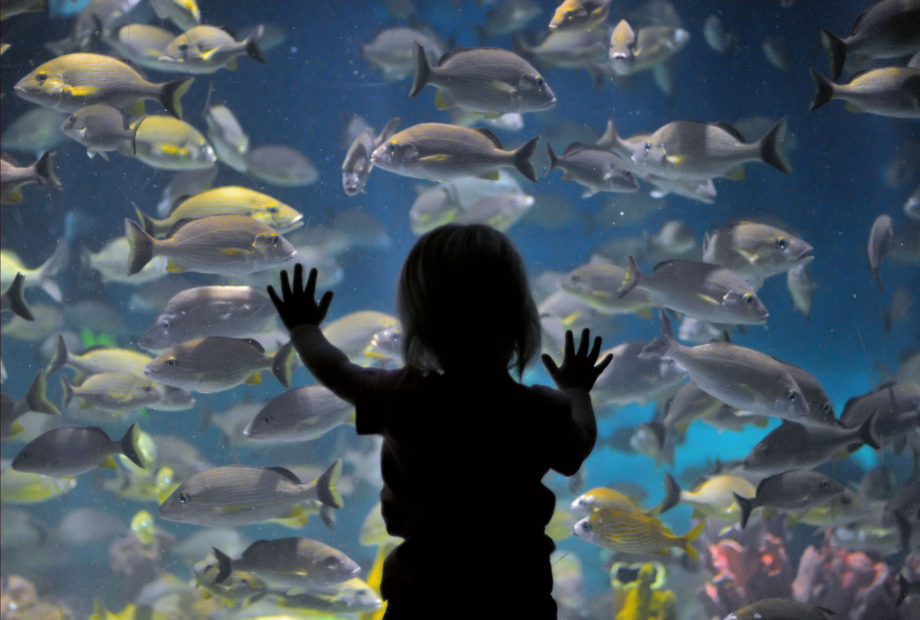 The Seas With Nemo And Friends