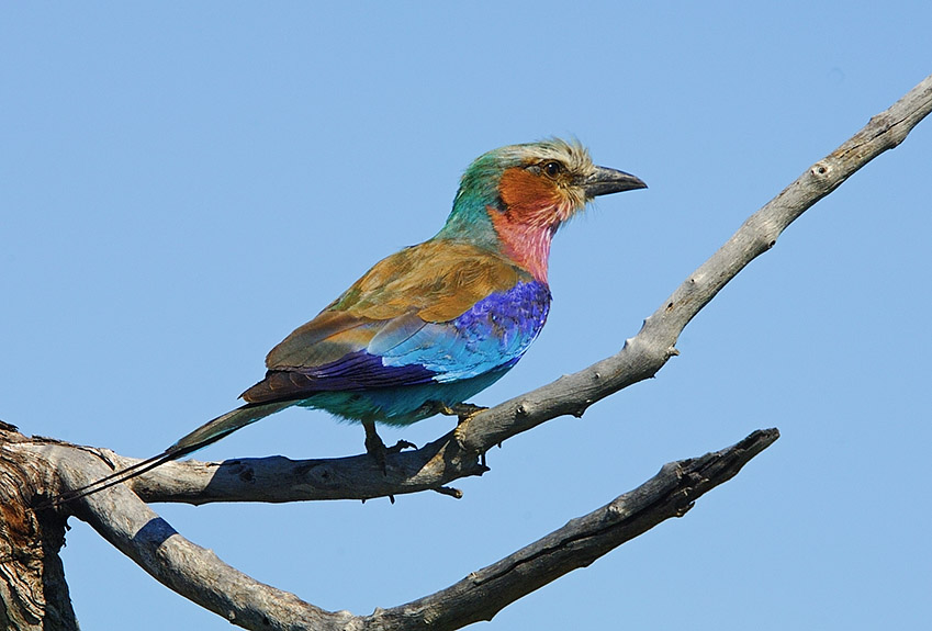 lilac breasted roller