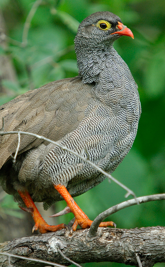 red billed frankolin