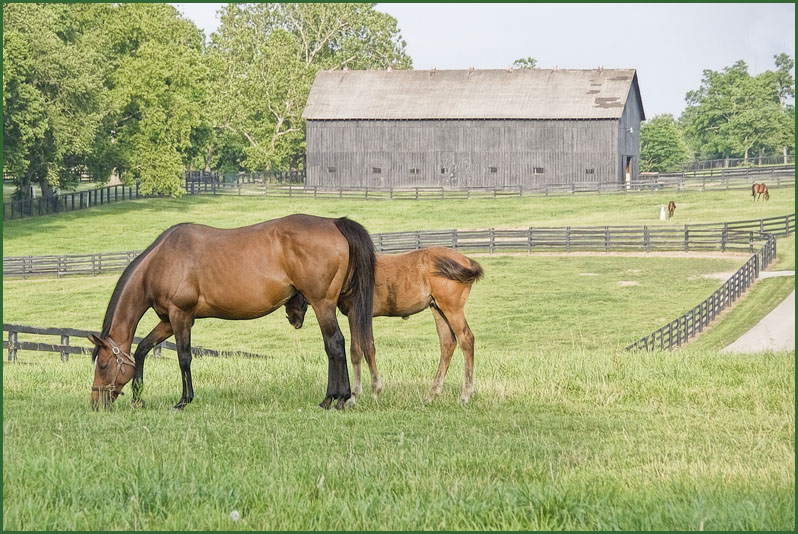 smallhorses5991.jpg
