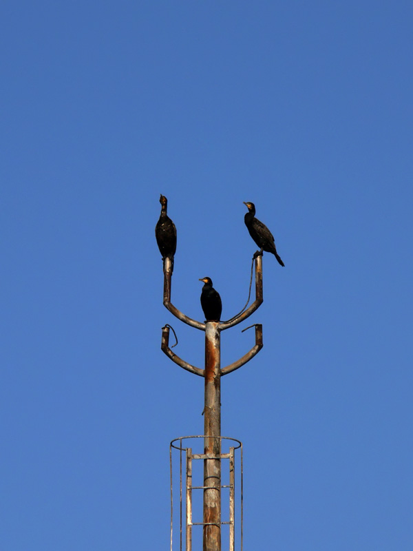 Detalle durante el paseo