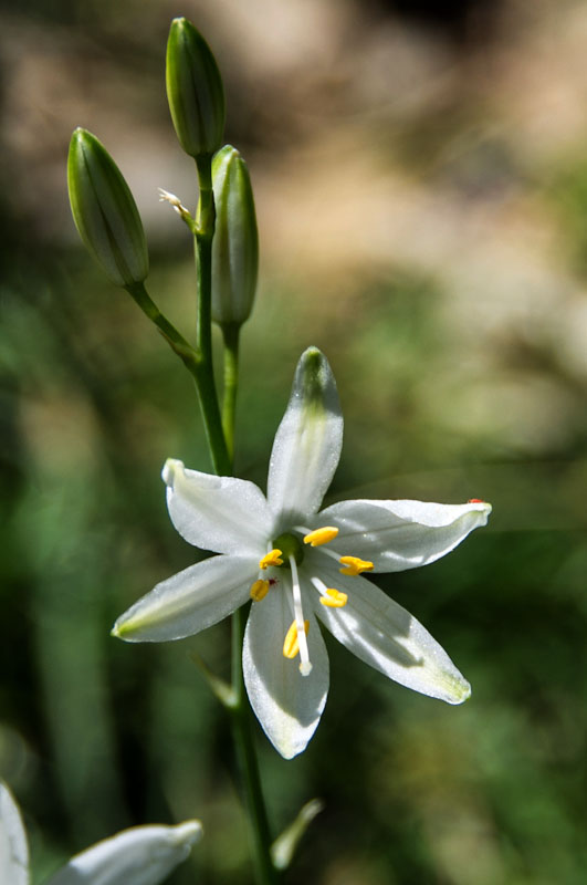 Lilium Candidum