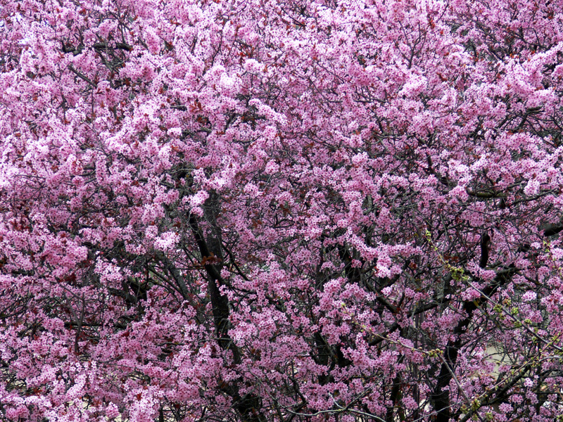 Arbol en flor