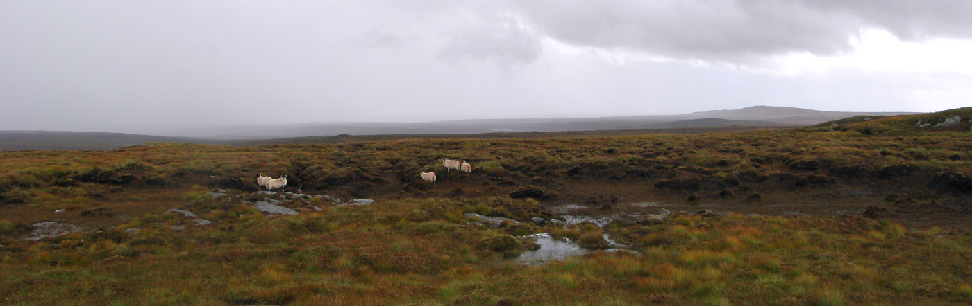 Sheep and Lewis landscape in the rain