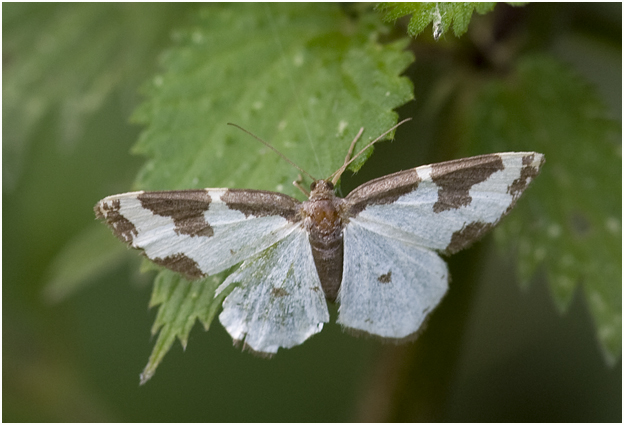 Gerande spanner - Lomaspilis marginata