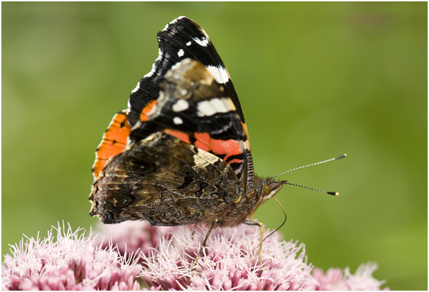 2  Atalanta of Admiraalvlinder - Vanessa atalanta