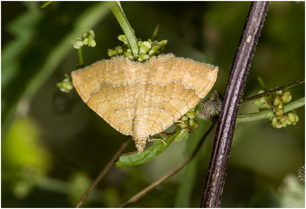 Gestreepte Goudspanner - Camptogramma bilineata