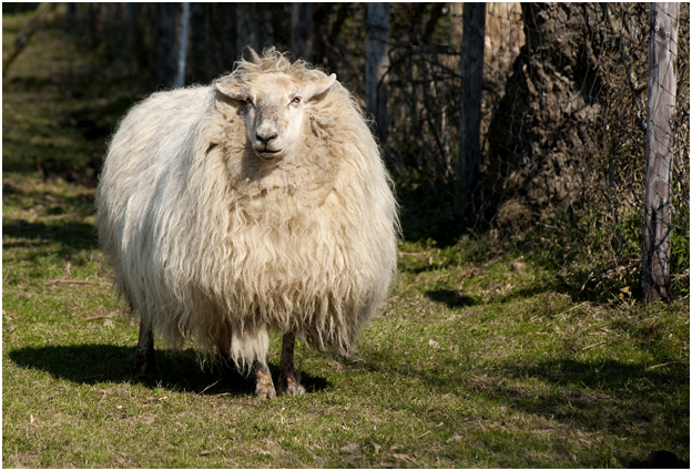 Mergellandschaap