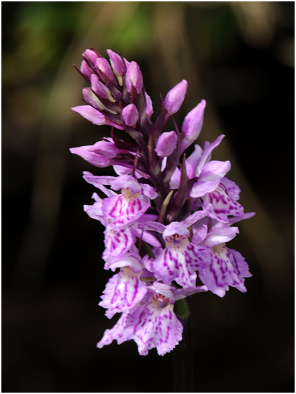 Orchis macul - Bosorchis