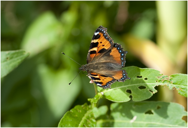 2 kleine Vos - Aglais urticae