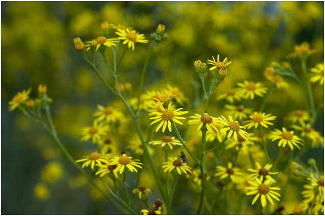 Bezemkruiskruid - Senecio inaequidens