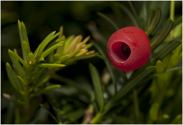 Taxus - Taxus baccata