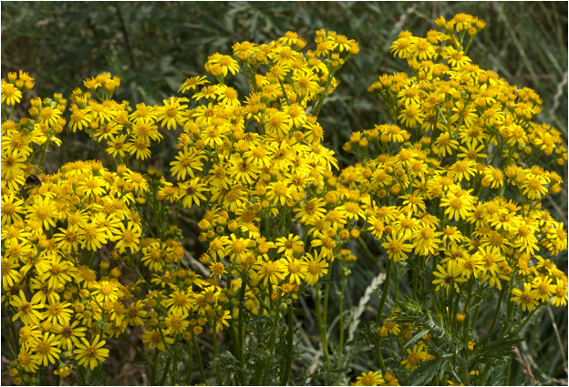 Bezemkruiskruid - Senecio inaequidens