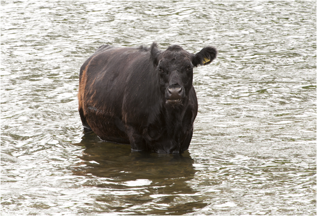 de Maas in Grevenbicht bij de Elba