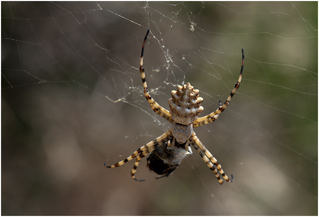Wielwebspin - Argiope lobata