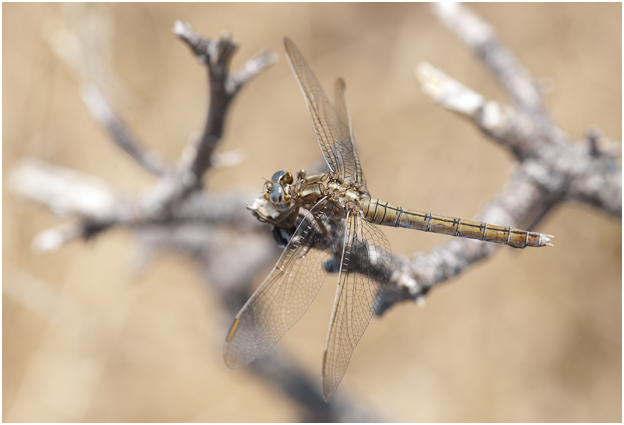 Beekoeverlibel - Orthetrum coerulescens - vrouwtje
