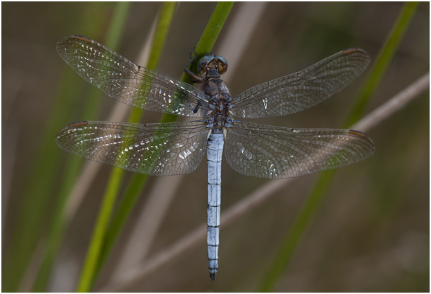 Beekoeverlibel - Orthetrum coerulescens  - mannetje