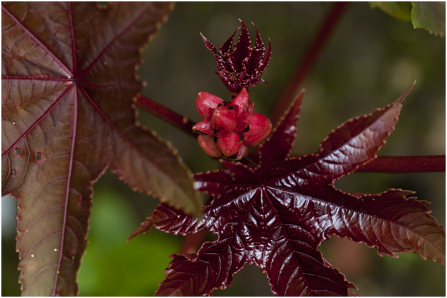 Wonderboom - Ricinus communis
