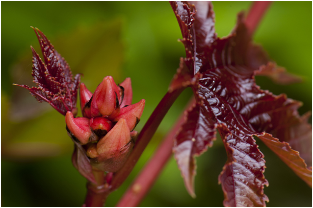 Wonderboom - Ricinus communis 