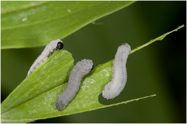 larven van de Salomonszegelbladwesp - Phymatocera aterrima