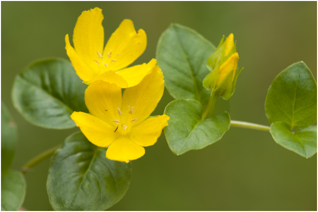 Penningkruid - Lysimachia nummularia