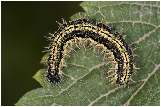 1 rups van kleine Vos - Aglais urticae