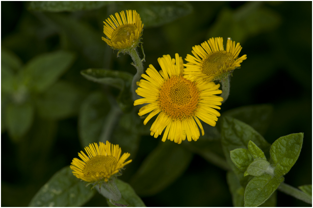 Heelblaadjes - Pulicaria dysenterica