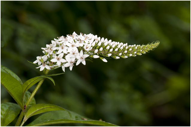 Wederikstruik - Lysimachia clethroides