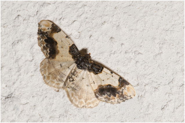 aangebrande Spanner - Ligdia adustata