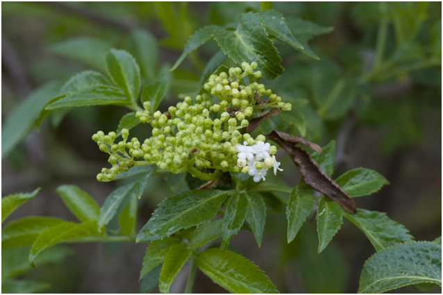 gewone vlier -Sambucus nigra