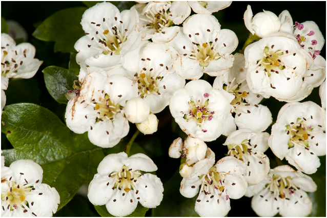 eenstijlige Meidoorn - Crataegus monogyna