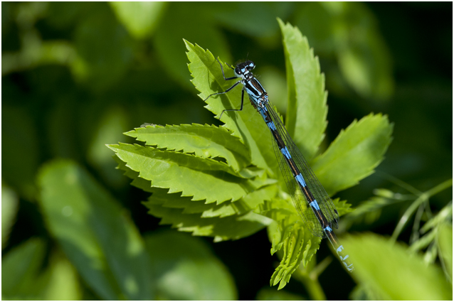 variabele Waterjuffer   - Coenagrion pulchellum 