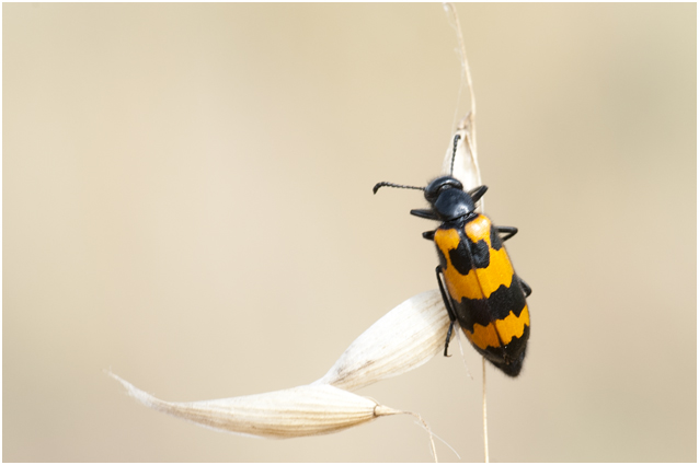 Oliekeversoort - Mylabris variabilis