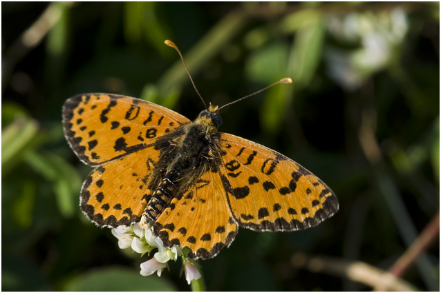 Tweekleurige Parelmoervlinder  Melitaea didyma