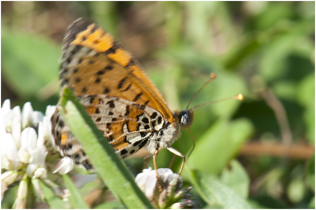 Tweekleurige Parelmoervlinder  Melitaea didyma