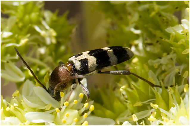 geen Ned naam - chlorophorus trifasciatus