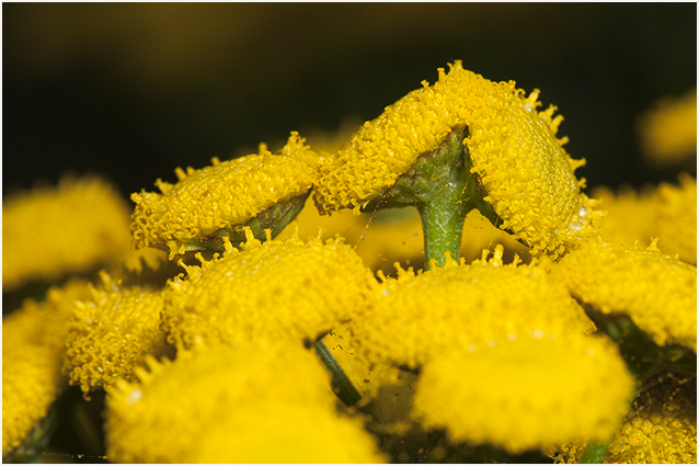 Boerenwormkruid - Tanacetum vulgare