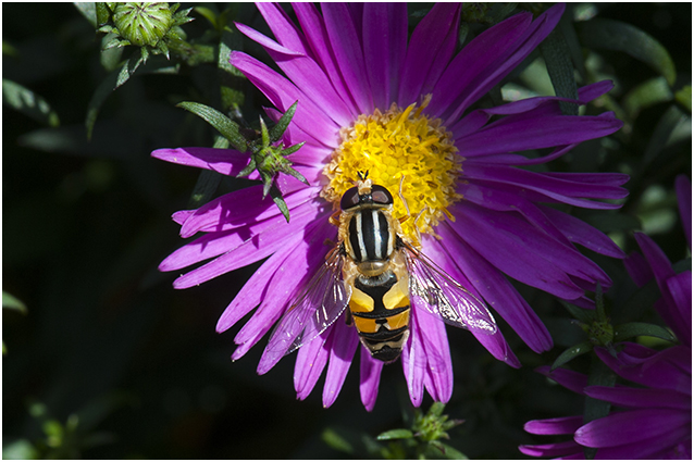 Citroenpendelzweefvlieg - Helophilus trivittatus