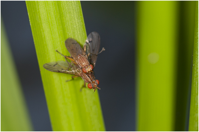 Slakkendoder - Tetanocera plebeja