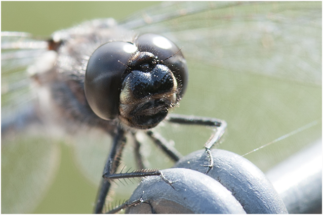 zwarte Heidelibel - Sympetrum danae