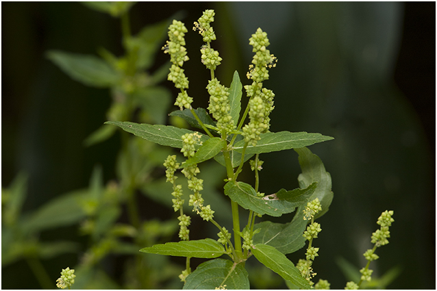 Tuinbingelkruid - Mercurialis annua