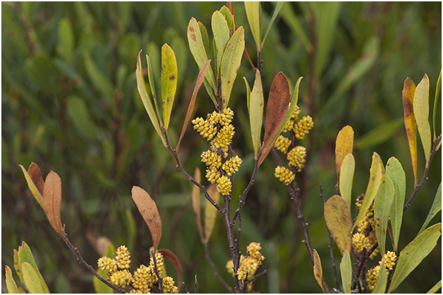 wilde Gagel - Myrica gale