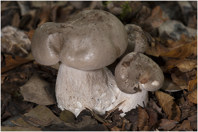 Nevelzwam - Clitocybe nebularis