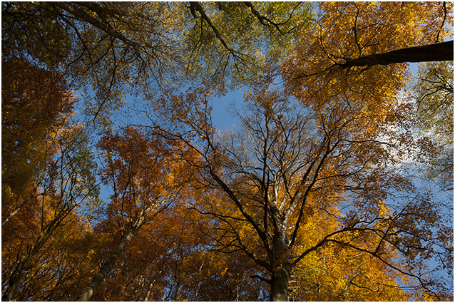 bomen in de herfst - automnleaves