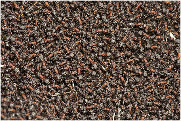 Mierenhoop - Ant hill