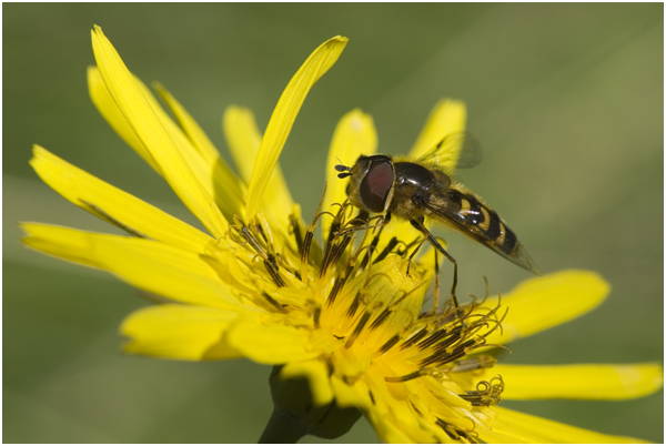 gele Morgenster - Tragopogon pratensis