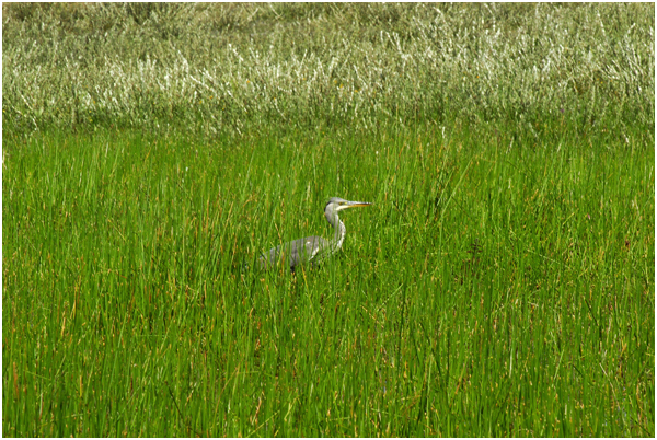 blauwe reiger - Ardea cinerea