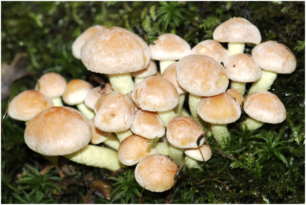 Zwavelkopjes - Hypholoma fasciculare