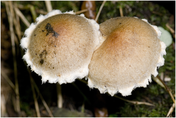 bleke Franjehoed - Psathyrella candolleana