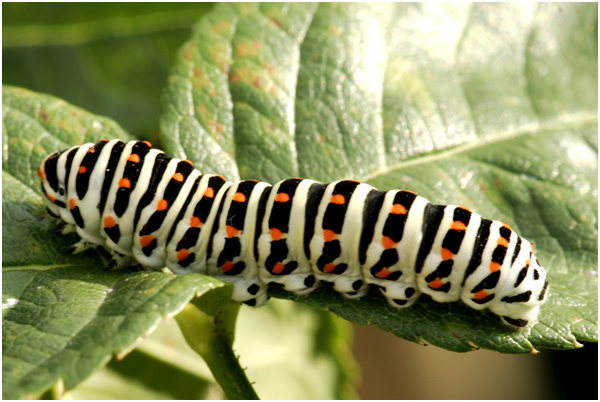 1   Koninginnepage - Papilio machaon